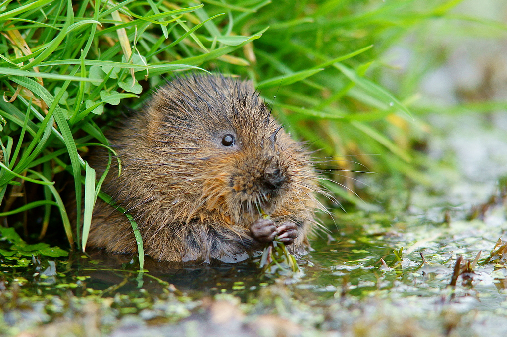 water-vole-peter-trimming-flickr